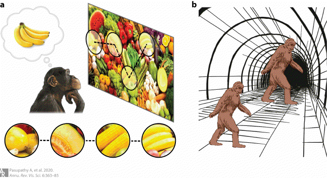 Fig7